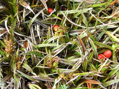 Astelia linearis