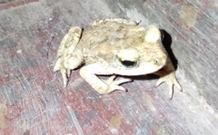 Duttaphrynus stomaticus