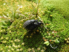 Lyperobius townsendii