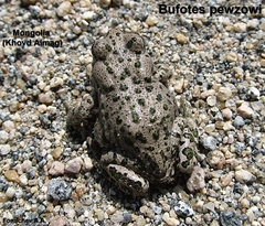 Bufotes pewzowi
