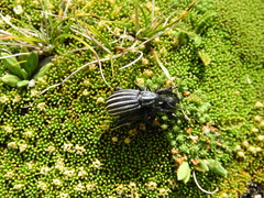 Lyperobius townsendii