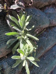 Pseudognaphalium hypoleucum
