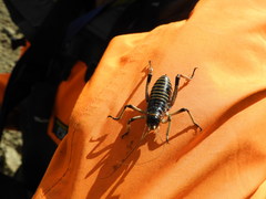 Deinacrida connectens