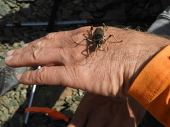 Deinacrida connectens