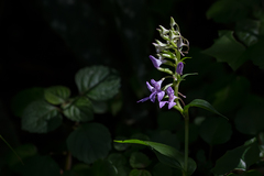 Brownleea coerulea