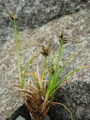Carex drucei