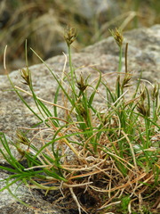 Carex drucei