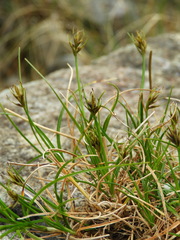 Carex drucei