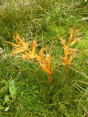 Aciphylla pinnatifida