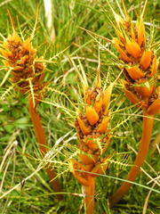 Aciphylla pinnatifida