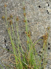 Carex cephalotes