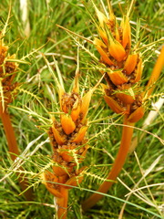 Aciphylla pinnatifida