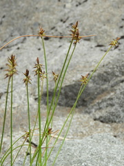 Carex cephalotes