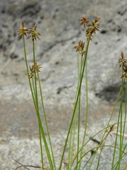 Carex cephalotes