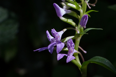 Brownleea coerulea