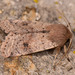 Small Quaker - Photo (c) Paolo Mazzei, some rights reserved (CC BY-NC), uploaded by Paolo Mazzei
