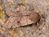 Small Quaker - Photo (c) Paolo Mazzei, some rights reserved (CC BY-NC), uploaded by Paolo Mazzei