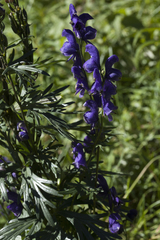 Aconitum glandulosum