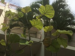 Coccoloba pubescens