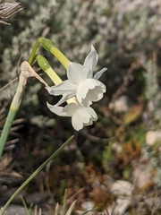 Narcissus dubius