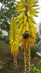 Xylocopa pubescens