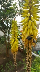 Xylocopa pubescens
