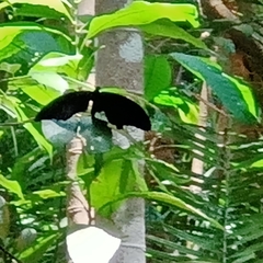 Papilio iswara