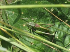 Decticus verrucivorus verrucivorus