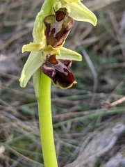 Ophrys sphegodes massiliensis