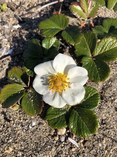 Fragaria chiloensis