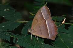 Taygetis tripunctata