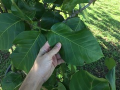 Coccoloba sintenisii