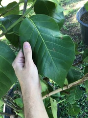 Coccoloba sintenisii