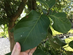 Coccoloba sintenisii