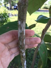 Coccoloba sintenisii