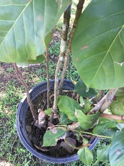 Coccoloba sintenisii