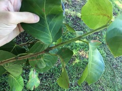 Coccoloba sintenisii