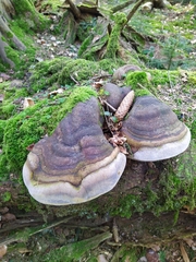 Fomitiporia hartigii