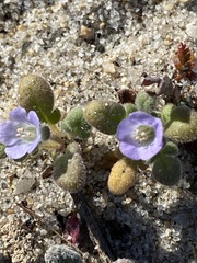 Phacelia stellaris
