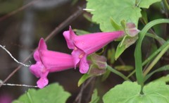 Lophospermum erubescens