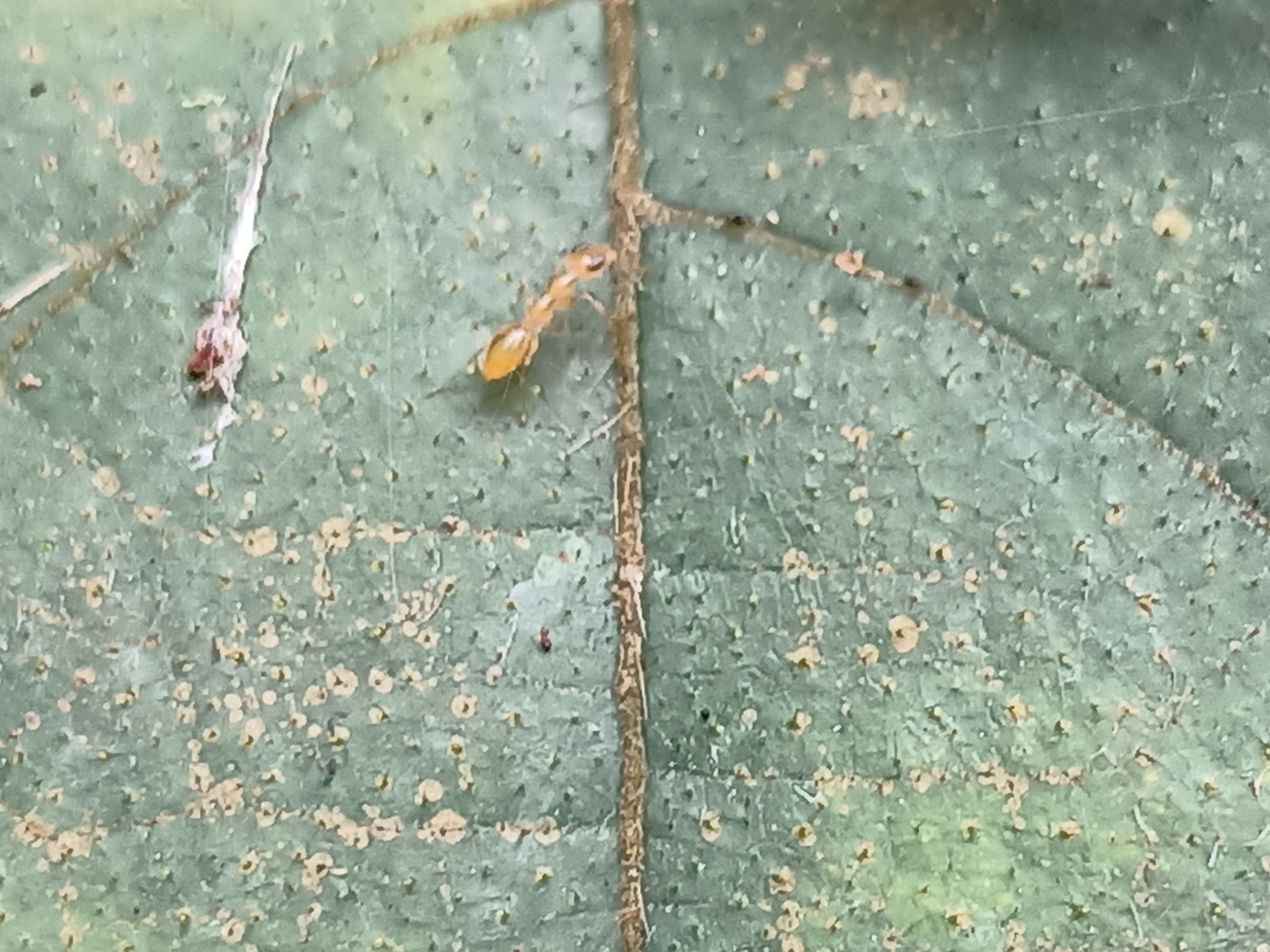 Gesomyrmex spatulatus