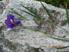 Lathyrus cyaneus