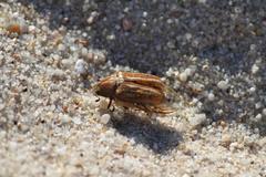 Anoxia australis