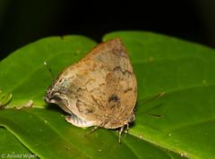 Panthiades hebraeus