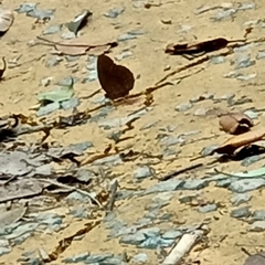 Faunis canens arcesilas