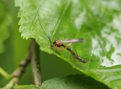 Leptomorphus quadrimaculatus