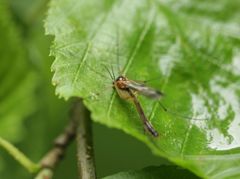 Leptomorphus quadrimaculatus