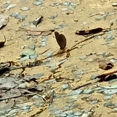 Faunis canens arcesilas