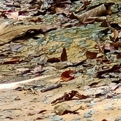 Faunis canens arcesilas