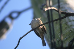 Zonotrichia atricapilla